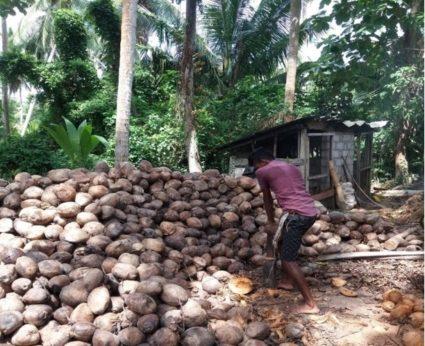 Why Choose Sri Lankan Coconut?